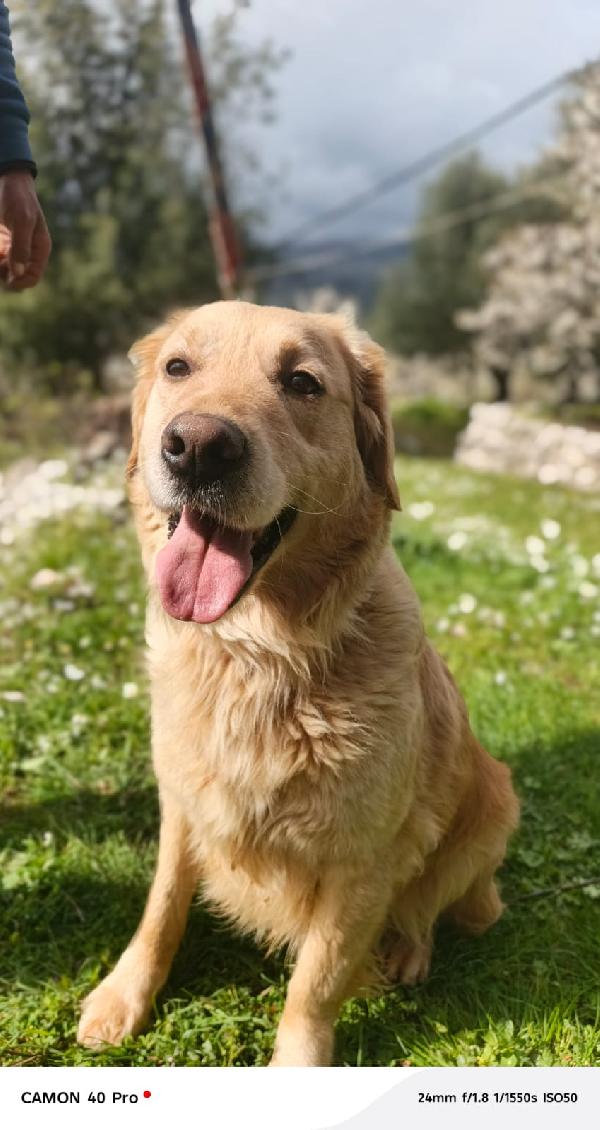 Chloe, una splendida Golden Retriever Foto 7